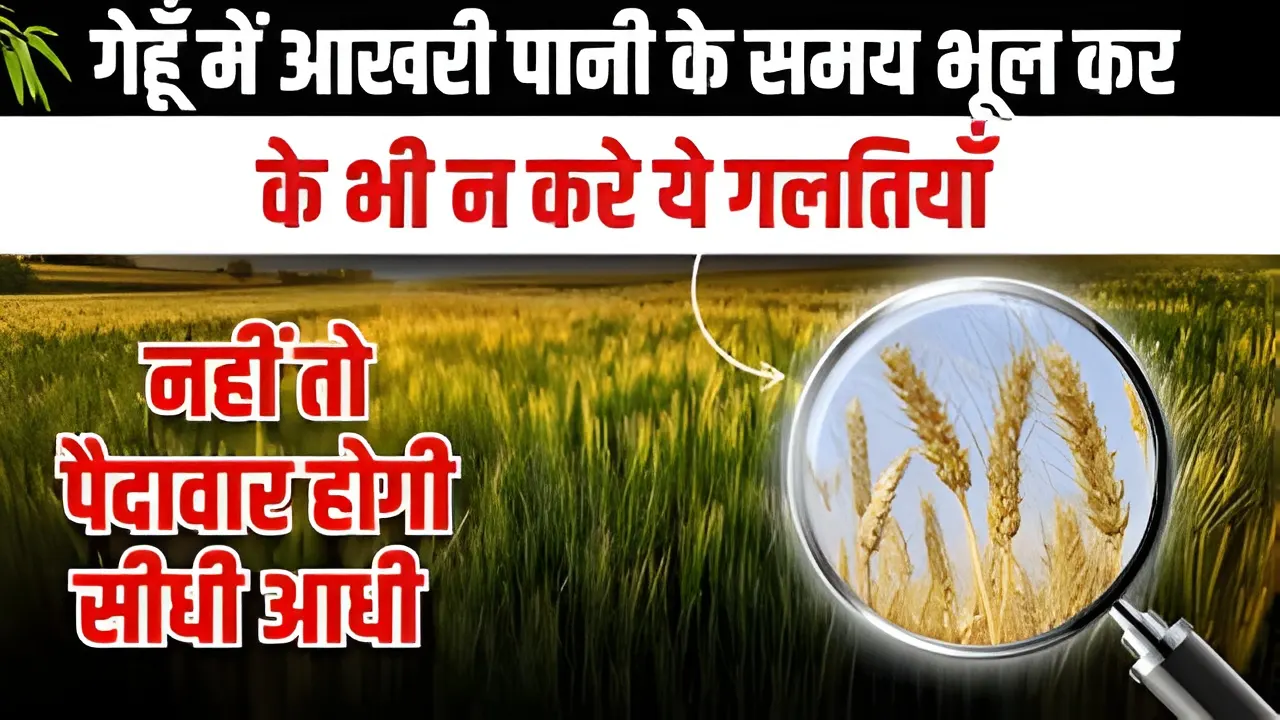 Avoid this one mistake in wheat irrigation