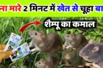 Homemade and effective way to get rid of rats