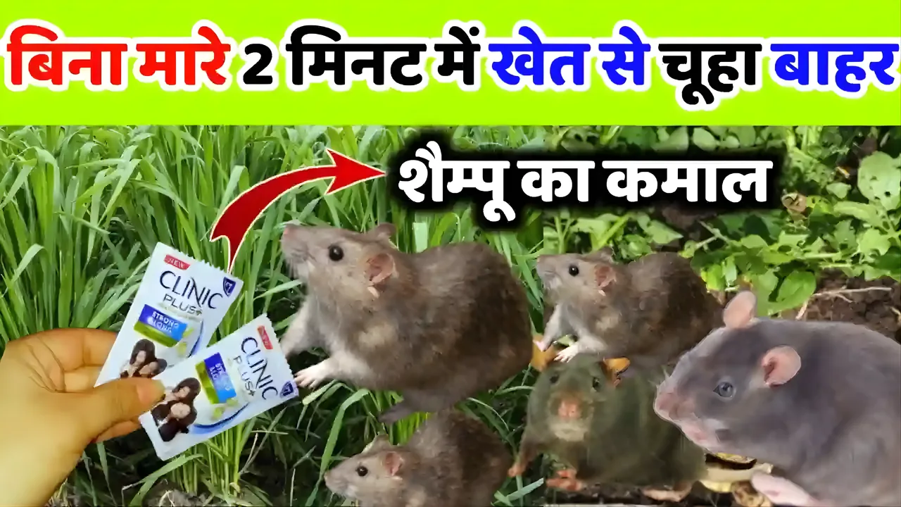 Homemade and effective way to get rid of rats
